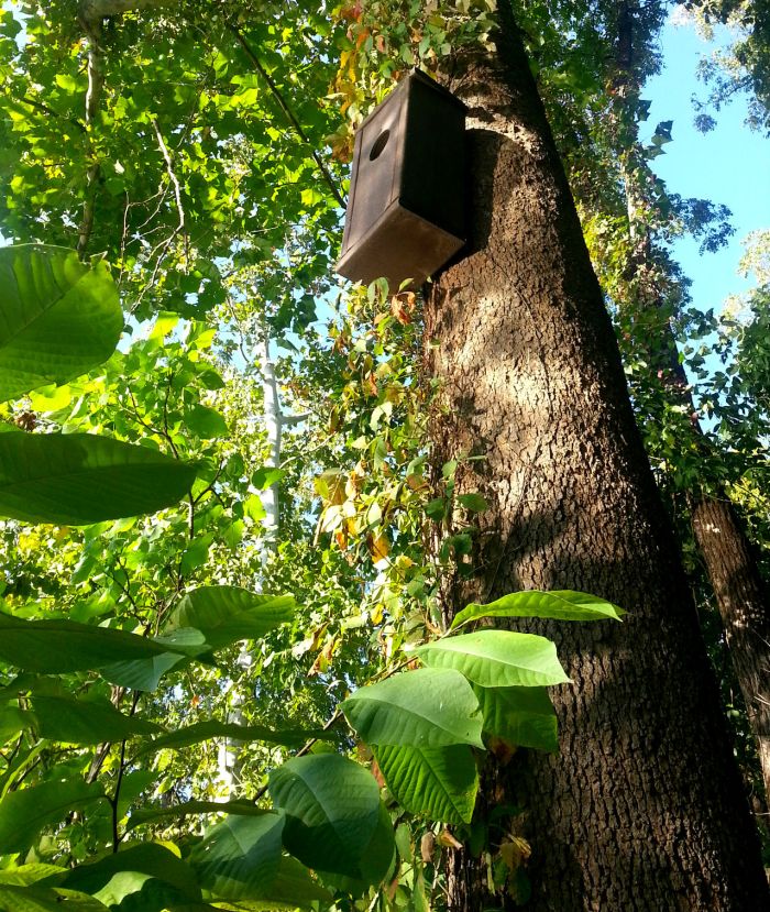 Shenandoah owl box