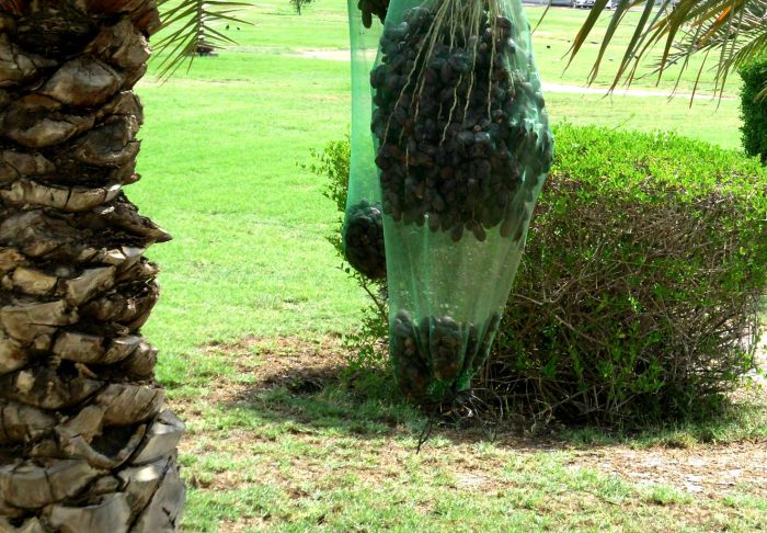 Date bags in Abu Dhabi