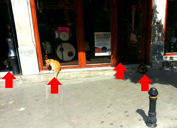 Feral cats in Istanbul