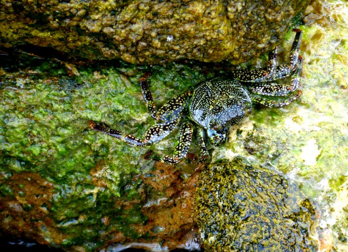 Crab Aruba