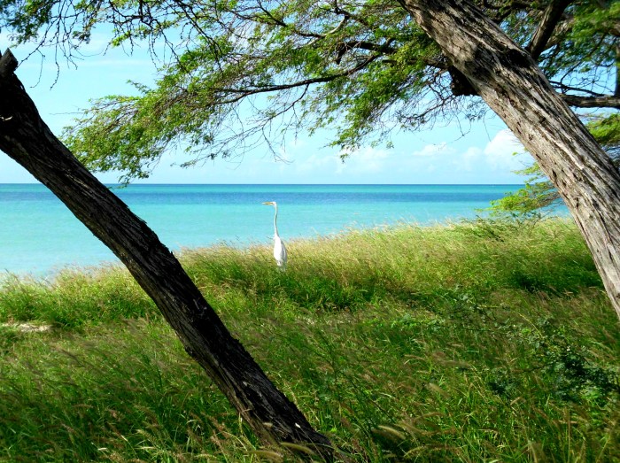 Crane aruba