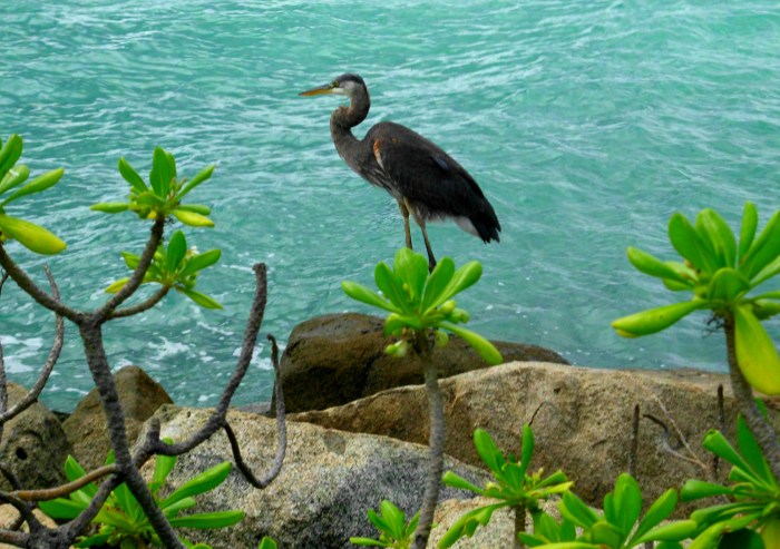Heron Aruba