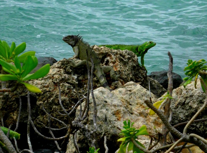 Iguanas Aruba