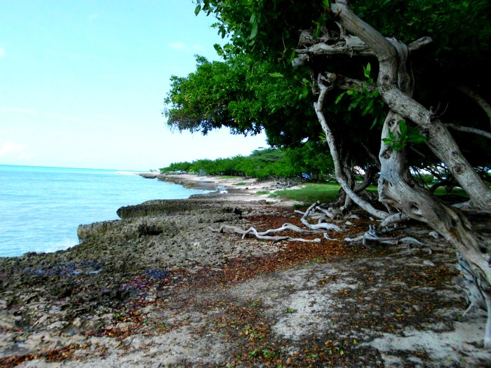 Aruba rocky shore