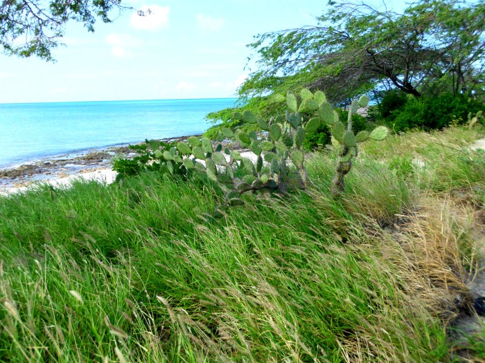 Cactus in Aruba