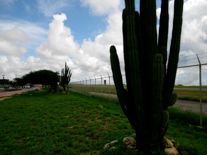 Cactus in Aruba
