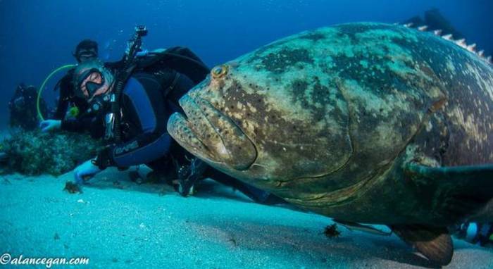 Divers in Florida encounter a goliath grouper (photo via Miami Herald, courtesy of Alan C. Egan Photography)