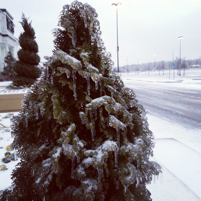 frozen tree