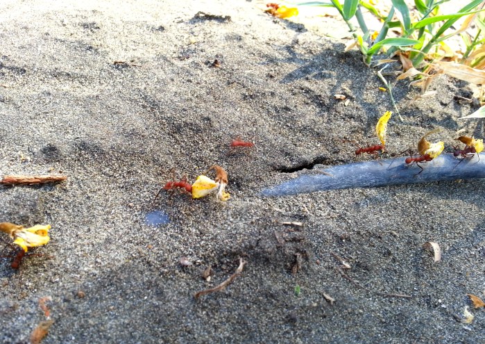 ants carrying flowers