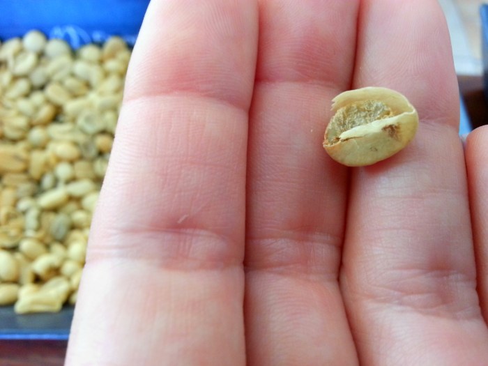 Costa Rican coffee bean