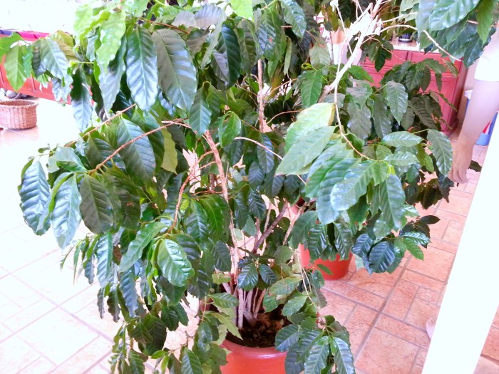 Costa Rican coffee plant