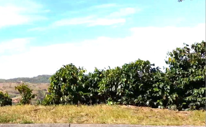 Costa Rica coffee plantation