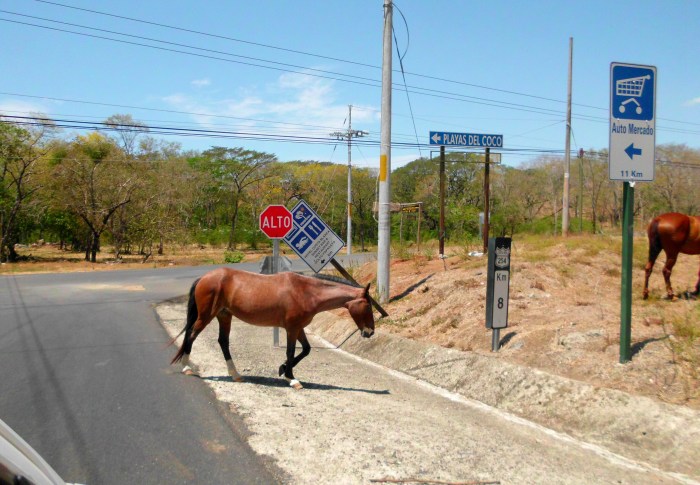 horses crosses road Costa Rica