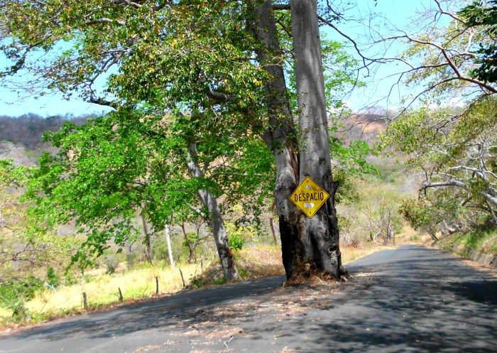 Costa Rica slow tree