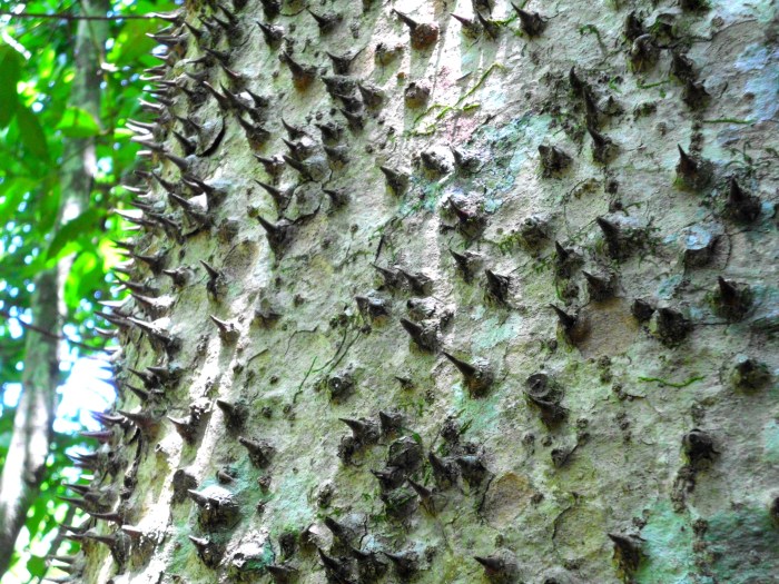 thorny tree in Costa Rica
