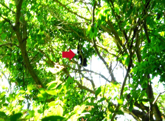 monkeys in Rincon de la Vieja national park in Costa Rica