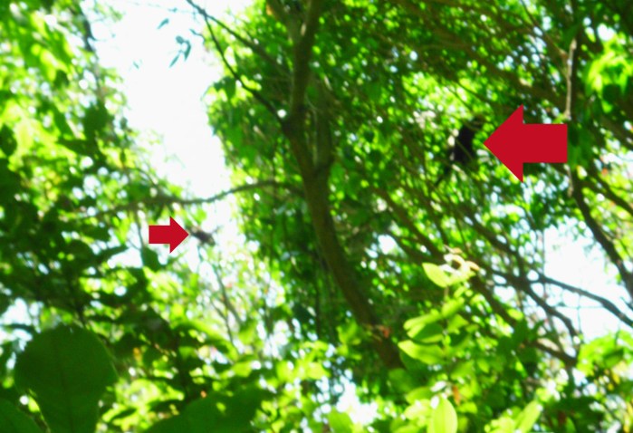 Monkeys in Rincon de la Vieja national park in Costa Rica