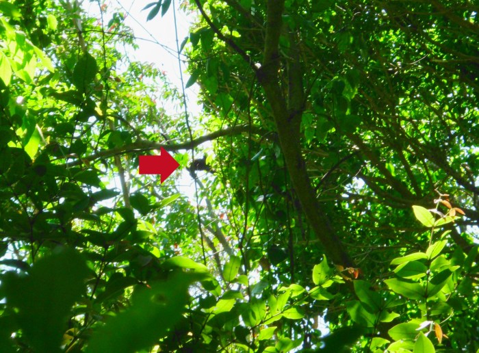 monkeys in Rincon de la Vieja national park in Costa Rica