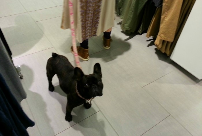 Dog in a store in Vancouver