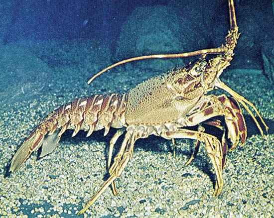 Spiny lobster (photo via Encyclopaedia Brittanica)